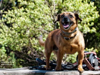 Jak chata na Javorovém oslavila 120 let - Javorovy.cz